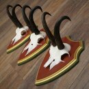 Gemzengeweien 3 stuks Gemzenbok SL 21,4 cm Gemzengeweien op ZIRBENHOLZ trofeeplaat 47.278