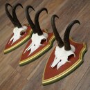 Gemzengeweien 3 stuks Gemzenbok SL 21,4 cm Gemzengeweien op ZIRBENHOLZ trofeeplaat 47.278