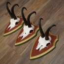 Gemzengeweien 3 stuks Gemzenbok SL 21,4 cm Gemzengeweien op ZIRBENHOLZ trofeeplaat 47.278