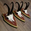 Gemzengeweien 3 stuks Gemzenbok SL 21,4 cm Gemzengeweien op ZIRBENHOLZ trofeeplaat 47.278