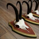Gemzengeweien 3 stuks Gemzenbok SL 21,4 cm Gemzengeweien op ZIRBENHOLZ trofeeplaat 47.278