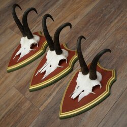 Gemzengeweien 3 stuks Gemzenbok SL 21,4 cm Gemzengeweien op ZIRBENHOLZ trofeeplaat 47.278