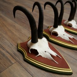Gemzengeweien 3 stuks Gemzenbok SL 21,4 cm Gemzengeweien op ZIRBENHOLZ trofeeplaat 47.278