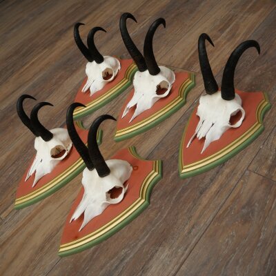 Gamsgeweihe 5 Stück Gamsen Bock SL 19,6 cm Gams Gems Geweih auf ZIRBENHOLZ Trophäenschild 47.285
