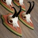 Gamsgeweihe 5 Stück Gamsen Bock SL 19,6 cm Gams Gems Geweih auf ZIRBENHOLZ Trophäenschild 47.285