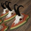 Gamsgeweihe 5 Stück Gamsen Bock SL 19,6 cm Gams Gems Geweih auf ZIRBENHOLZ Trophäenschild 47.285