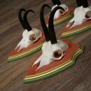Gamsgeweihe 5 Stück Gamsen Bock SL 19,6 cm Gams Gems Geweih auf ZIRBENHOLZ Trophäenschild 47.285