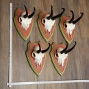 Gamsgeweihe 5 Stück Gamsen Bock SL 19,6 cm Gams Gems Geweih auf ZIRBENHOLZ Trophäenschild 47.285