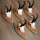 Gamsgeweihe 5 Stück Gamsen Bock SL 19,6 cm Gams Gems Geweih auf ZIRBENHOLZ Trophäenschild 47.285