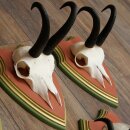 Gamsgeweihe 5 Stück Gamsen Bock SL 19,6 cm Gams Gems Geweih auf ZIRBENHOLZ Trophäenschild 47.285