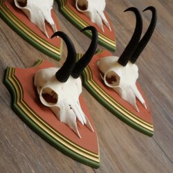 Gamsgeweihe 5 Stück Gamsen Bock SL 19,6 cm Gams Gems Geweih auf ZIRBENHOLZ Trophäenschild 47.285