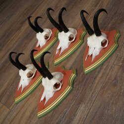 Gamsgeweihe 5 Stück Gamsen Bock SL 19,6 cm Gams Gems Geweih auf ZIRBENHOLZ Trophäenschild 47.285