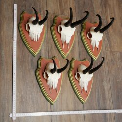 Gamsgeweihe 5 Stück Gamsen Bock SL 19,6 cm Gams Gems Geweih auf ZIRBENHOLZ Trophäenschild 47.285