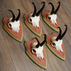 Gamsgeweihe 5 Stück Gamsen Bock SL 19,6 cm Gams Gems Geweih auf ZIRBENHOLZ Trophäenschild 47.285