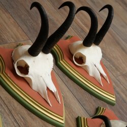 Gamsgeweihe 5 Stück Gamsen Bock SL 19,6 cm Gams Gems Geweih auf ZIRBENHOLZ Trophäenschild 47.285