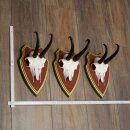 Bois de chamois 3 pièces Chamois mâle SL...
