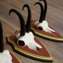 Gamsgeweihe 3 Stück Gamsen Bock SL 19,5 cm Gams Gems Geweih auf ZIRBENHOLZ Trophäenschild 47.286