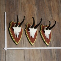 Gamsgeweihe 3 Stück Gamsen Bock SL 19,5 cm Gams Gems Geweih auf ZIRBENHOLZ Trophäenschild 47.286