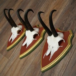 Gamsgeweihe 3 Stück Gamsen Bock SL 19,5 cm Gams Gems Geweih auf ZIRBENHOLZ Trophäenschild 47.286