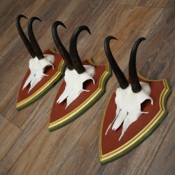 Gamsgeweihe 3 Stück Gamsen Bock SL 19,5 cm Gams Gems Geweih auf ZIRBENHOLZ Trophäenschild 47.286