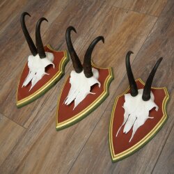 Gamsgeweihe 3 Stück Gamsen Bock SL 19,5 cm Gams Gems Geweih auf ZIRBENHOLZ Trophäenschild 47.286