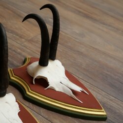 Gamsgeweihe 3 Stück Gamsen Bock SL 19,5 cm Gams Gems Geweih auf ZIRBENHOLZ Trophäenschild 47.286