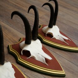 Gamsgeweihe 3 Stück Gamsen Bock SL 19,5 cm Gams Gems Geweih auf ZIRBENHOLZ Trophäenschild 47.286