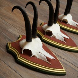 Gamsgeweihe 3 Stück Gamsen Bock SL 19,5 cm Gams Gems Geweih auf ZIRBENHOLZ Trophäenschild 47.286