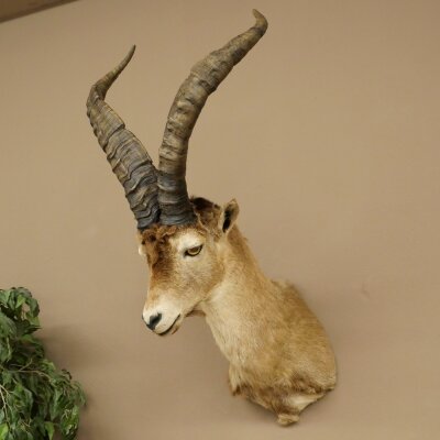 Steinbock Spanischer Iberien Steinbock HL: 60 cm Iberischer Bock Kopf Präparat Kopfpräparat