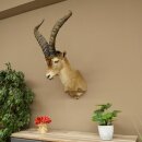 Steinbock Spanischer Iberien Steinbock HL: 60 cm Iberischer Bock Kopf Präparat Kopfpräparat