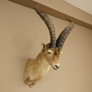 Bouquetin espagnol ibérique HL : 60 cm Tête...