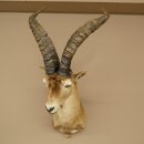 Steinbock Spanischer Iberien Steinbock HL: 60 cm Iberischer Bock Kopf Präparat Kopfpräparat