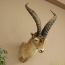 Steinbock Spanischer Iberien Steinbock HL: 60 cm Iberischer Bock Kopf Präparat Kopfpräparat