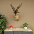 Steinbock Spanischer Iberien Steinbock HL: 60 cm Iberischer Bock Kopf Präparat Kopfpräparat