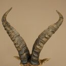 Steinbock Spanischer Iberien Steinbock HL: 60 cm Iberischer Bock Kopf Präparat Kopfpräparat