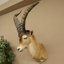 Steinbock Spanischer Iberien Steinbock HL: 60 cm Iberischer Bock Kopf Präparat Kopfpräparat
