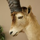 Steinbock Spanischer Iberien Steinbock HL: 60 cm Iberischer Bock Kopf Präparat Kopfpräparat