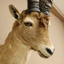 Steinbock Spanischer Iberien Steinbock HL: 60 cm Iberischer Bock Kopf Präparat Kopfpräparat