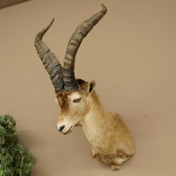 Steinbock Spanischer Iberien Steinbock HL: 60 cm Iberischer Bock Kopf Präparat Kopfpräparat