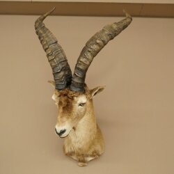 Steinbock Spanischer Iberien Steinbock HL: 60 cm Iberischer Bock Kopf Präparat Kopfpräparat