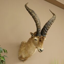 Steinbock Spanischer Iberien Steinbock HL: 60 cm Iberischer Bock Kopf Präparat Kopfpräparat