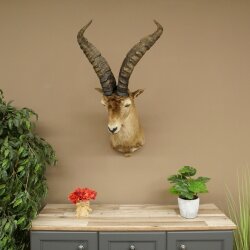 Steinbock Spanischer Iberien Steinbock HL: 60 cm Iberischer Bock Kopf Präparat Kopfpräparat
