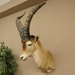 Steinbock Spanischer Iberien Steinbock HL: 60 cm Iberischer Bock Kopf Präparat Kopfpräparat