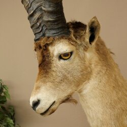 Steinbock Spanischer Iberien Steinbock HL: 60 cm Iberischer Bock Kopf Präparat Kopfpräparat