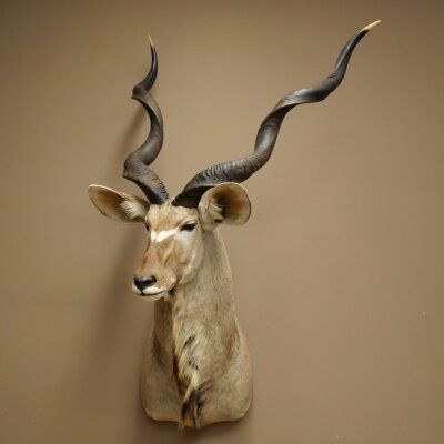 Kudu Kopf Hörner lose Präparat Antilope Afrika Kopfpräparat gedreht Hornlänge 131 cm 95.2.23