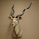 Kudu kop hoorns los preparaat antilope Afrika kop...