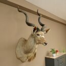 Kudu Kopf Hörner lose Präparat Antilope Afrika Kopfpräparat gedreht Hornlänge 131 cm 95.2.23
