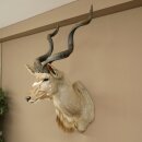 Kudu kop hoorns los preparaat antilope Afrika kop...