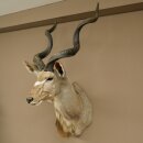Kudu Kopf Hörner lose Präparat Antilope Afrika Kopfpräparat gedreht Hornlänge 131 cm 95.2.23