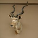 Kudu Kopf Hörner lose Präparat Antilope Afrika Kopfpräparat gedreht Hornlänge 131 cm 95.2.23